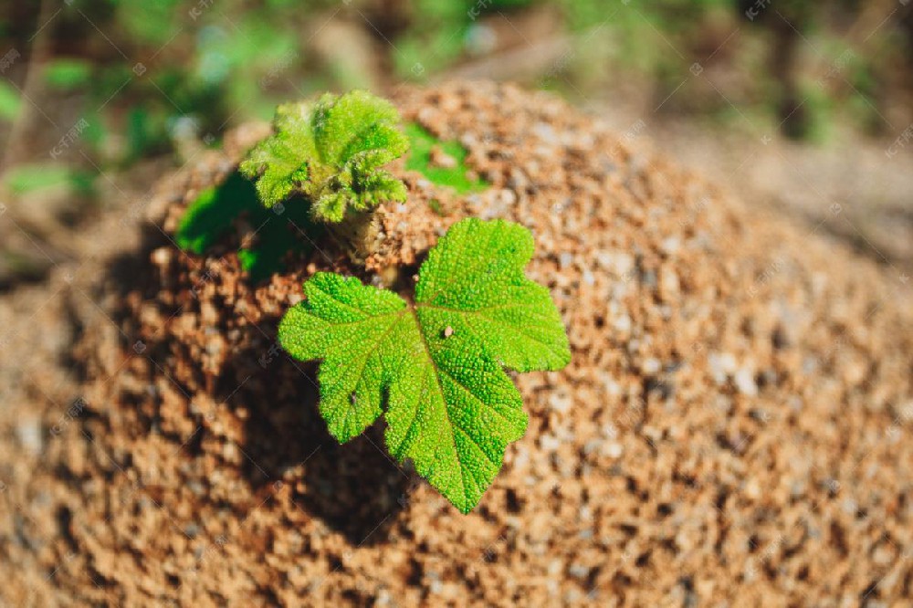 土壤酶活性检测