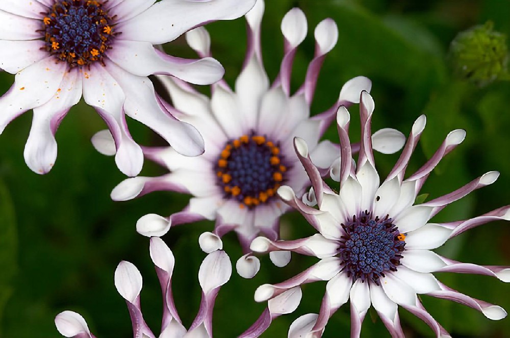植物-19种植物激素类物质