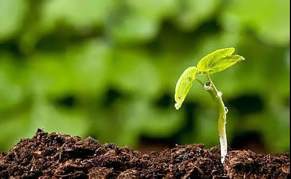 植物糖类、色素等含量检测